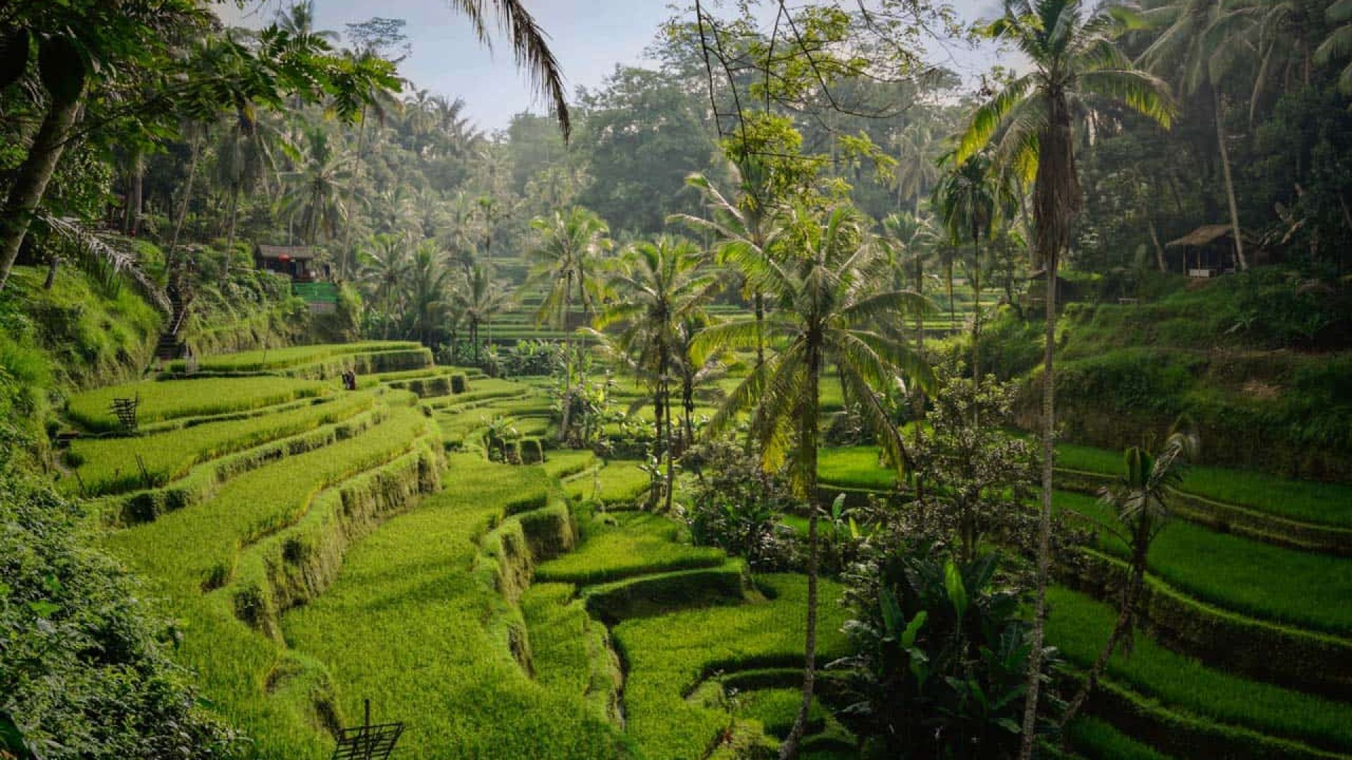 tegalalang-rice-terraces-morning